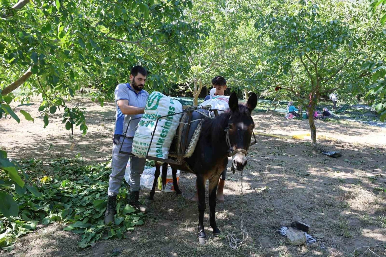 Cevizin tarladan sofraya zorlu yolculuğu başladı
