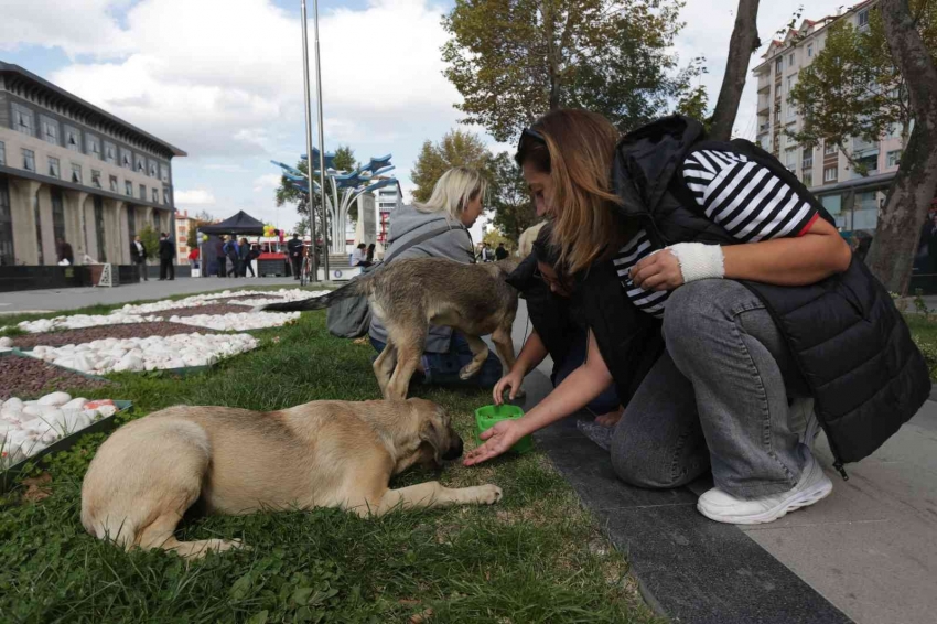 Belediye yiyecek bulmakta zorluk çeken hayvanlar için mama dağıttı