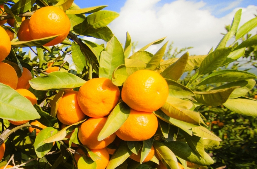 Sağlıklı ve güzel bir cilt için gerekli vitaminler