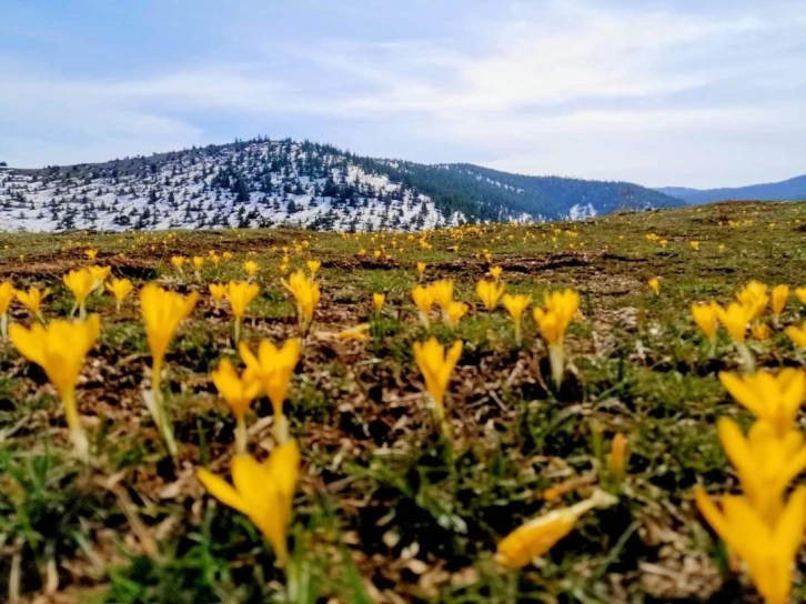 Çiğdem çiçekleri doğayı süsledi
