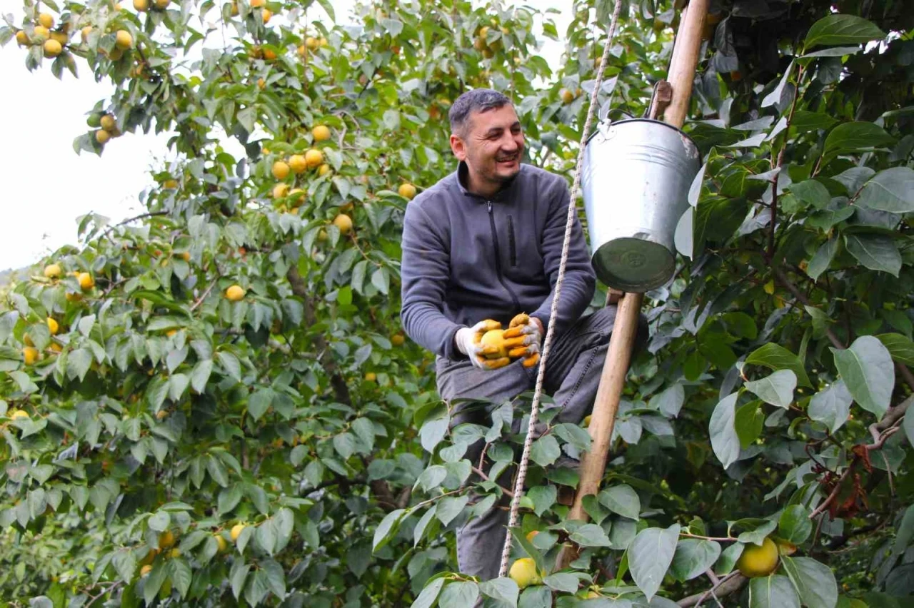 Çiğdemlik köyünde bütün ağaçlar ‘sarı altın’: Kurusunun kilosu 250 TL
