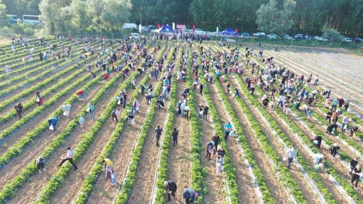 Çilek köyünde yarın hasat var
