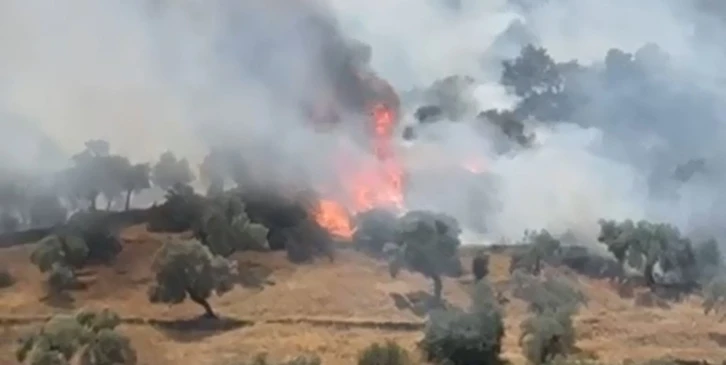 Çine’de zeytinlik alanda yangın çıktı
