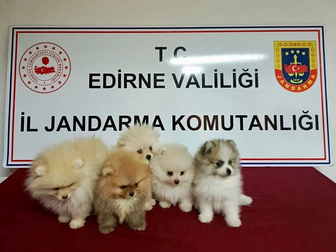 Cins köpekler jandarmayı geçemedi