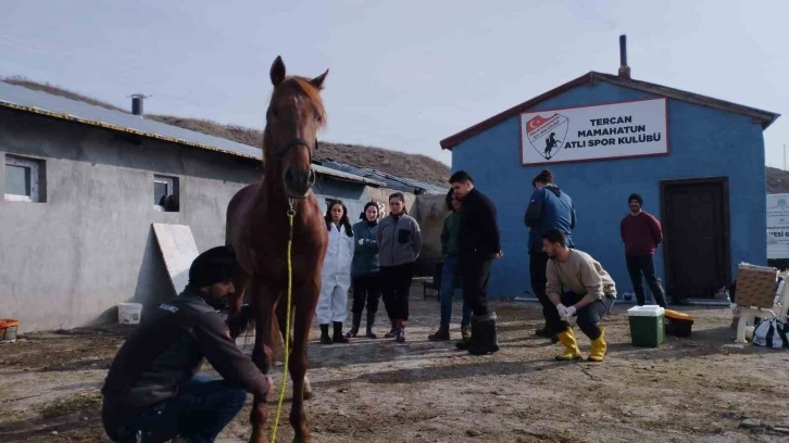 Cirit atları sağlık taramasından geçti
