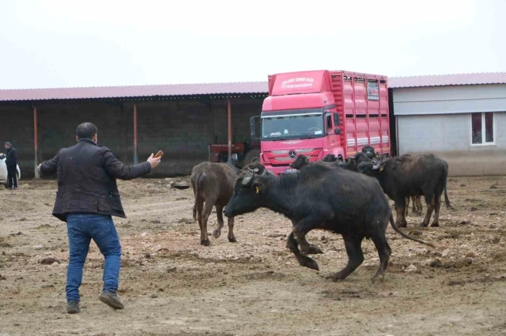 Çivril’de büyük umutlarla kurulan çiftlikteki mandalar satıldı
