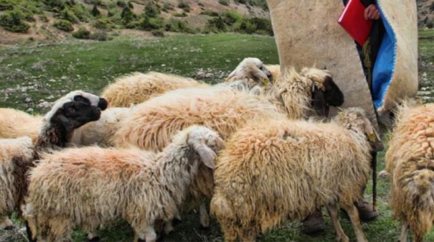 Cinsel ilişki karşılığında kadına sürüden 3 koyun vermiş!