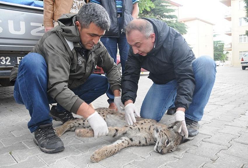 Nesli tükeniyordu ölü bulundu