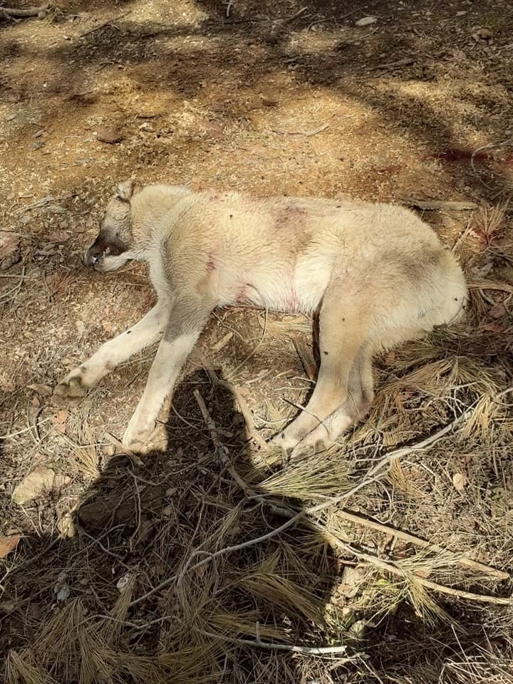 Çoban köpeklerini av tüfeğiyle vurup telef ettiler
