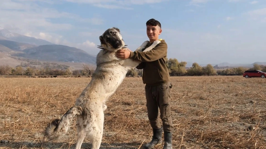 Çobanların en güvendiği dostları: Çoban köpekleri
