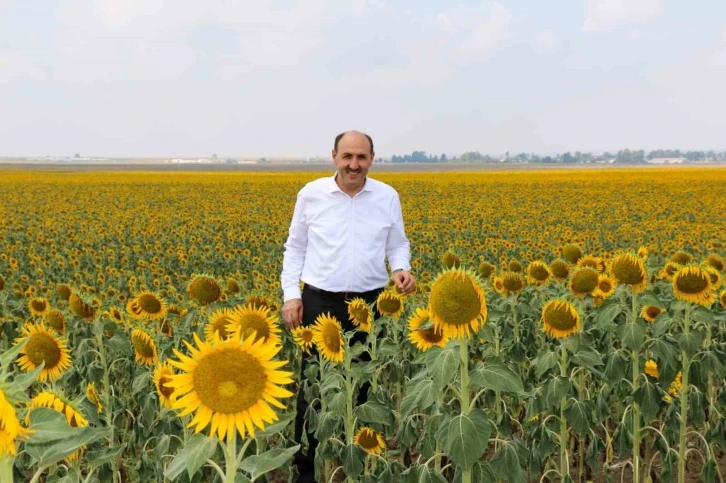 Çukurova’da “beyaz altının” yerine “sarı altın aldı”
