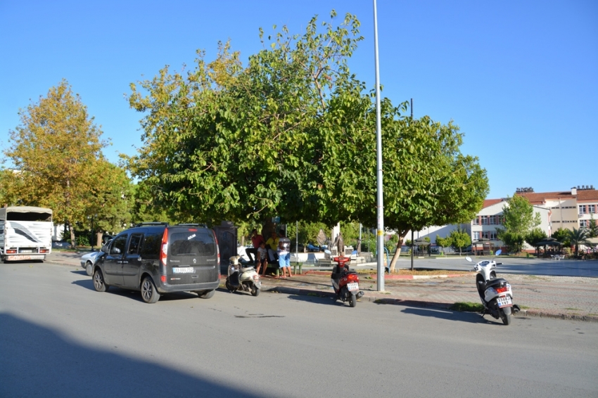 26 yıl önce diktiği ağaca adı verildi