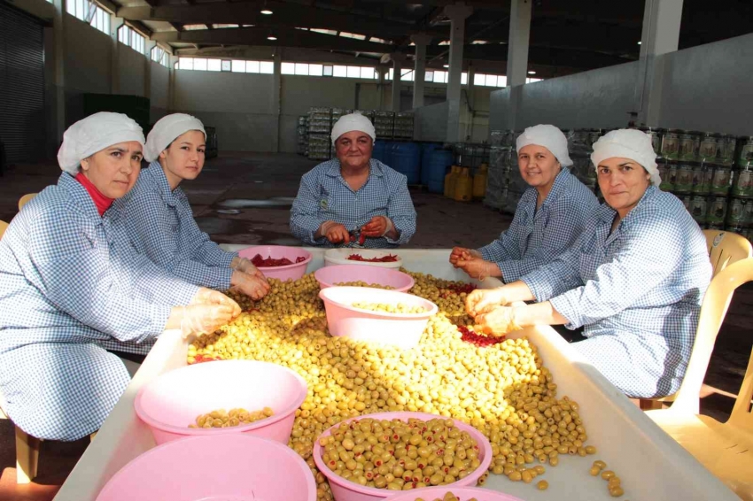 Sofralık zeytin ihracatında tarihi rekor