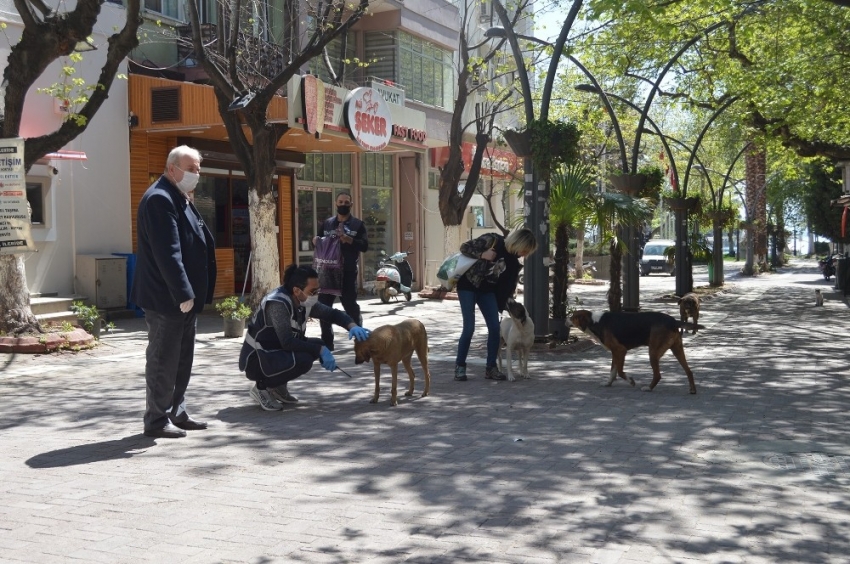 Ünlü tatil merkezinde sokak hayvanları aç kalmasın diye çabalıyorlar