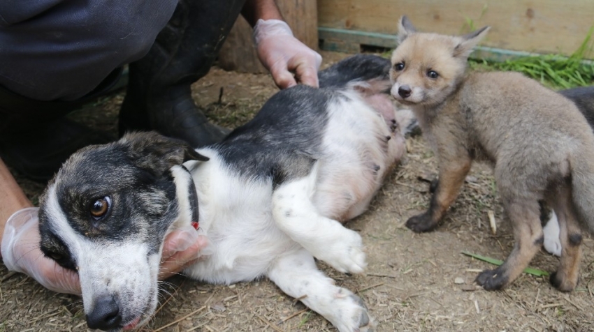 Sahipsiz kalan çakal ve tilki yavrularına köpek sahip çıktı