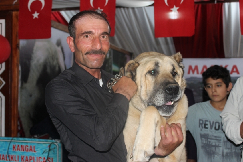 Sivas Günleri’nin ilgi odağı 100 kiloluk kangal