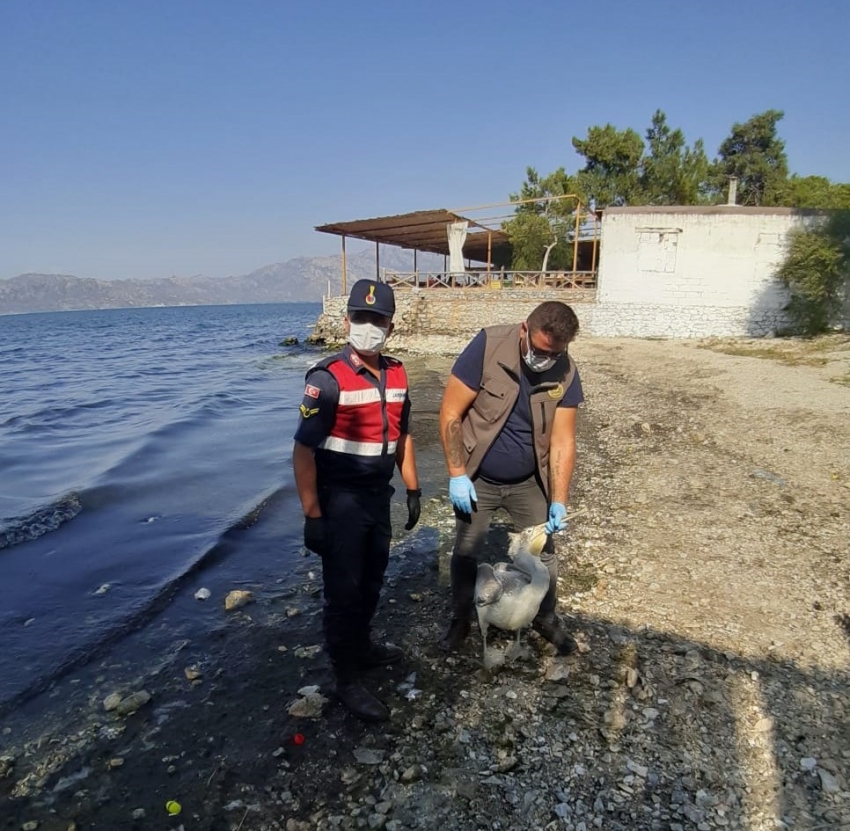 Yorgun pelikan korumaya alındı