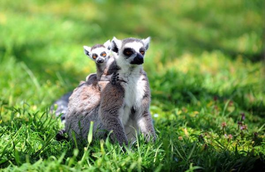 Yavru lemurlar ilgi odağı