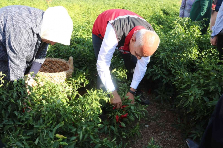 Bakan Kirişci  biber hasadına katıldı