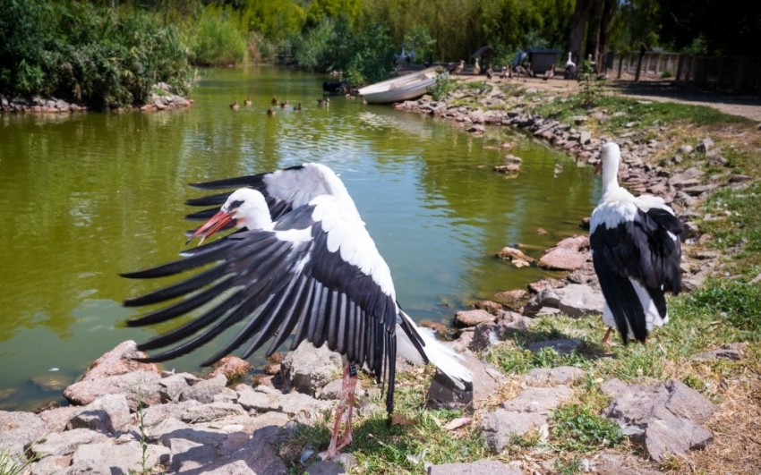 Doğal Yaşam Parkı’nda tedavi edilen leylekler doğaya bırakıldı