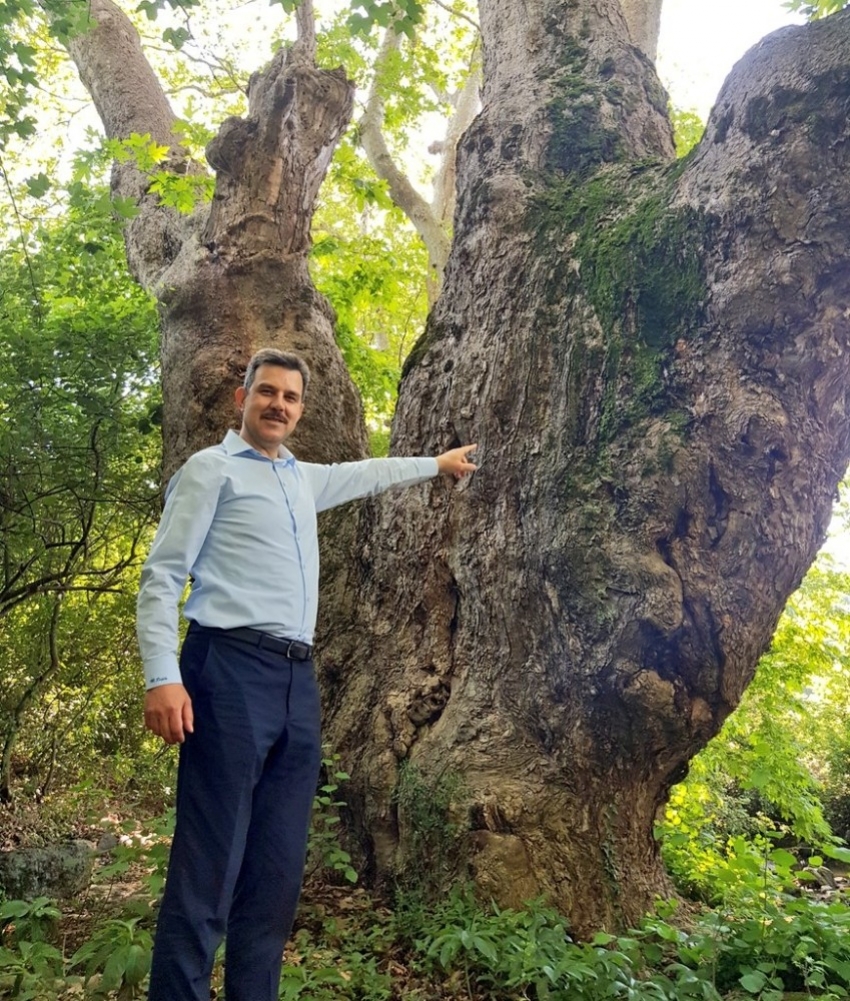 Türkiye’nin en yaşlı çınarı Bursa'da