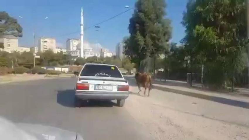 Kaçak boğa ortalığı birbirine kattı