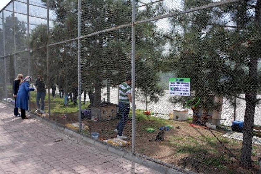 Karabük Üniversitesi'nde öğrenciler kedi bakım evi kurdu