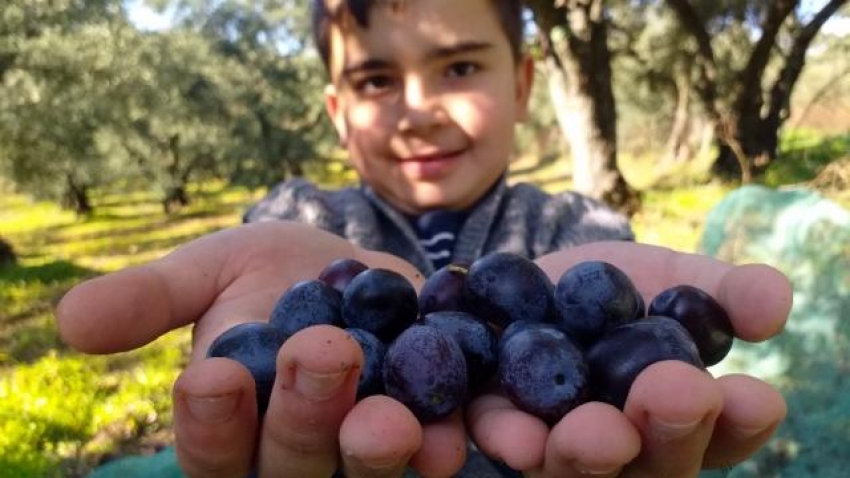 Bursalılara zeytinin nasıl kurulacağını öğretiyorlar!