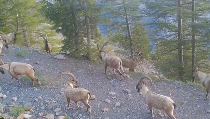 Dağ keçisi sürüsü fotokapana yakalandı
