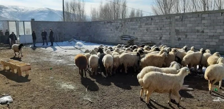 Dağıtımı başlayan "Seyyar Koyun Çadırı" projesinde başvuru süresi daralıyor
