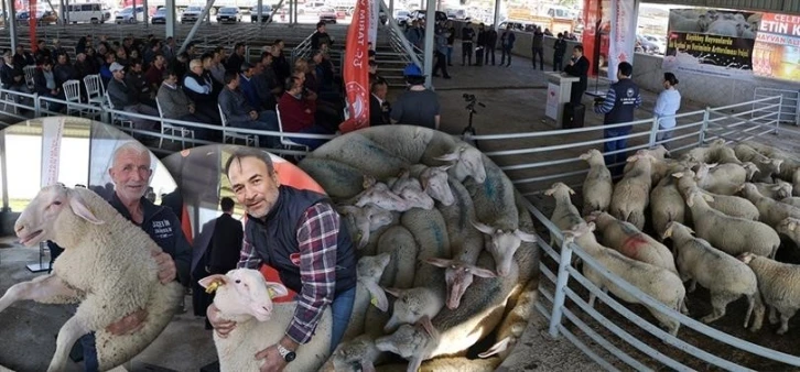 Damızlık koçlar sahiplerini buldu