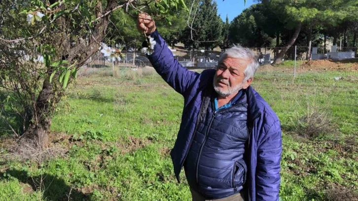 Datça’da badem ağaçları çiçek açtı