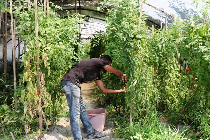 Serada 1 ton hasat yapıldı