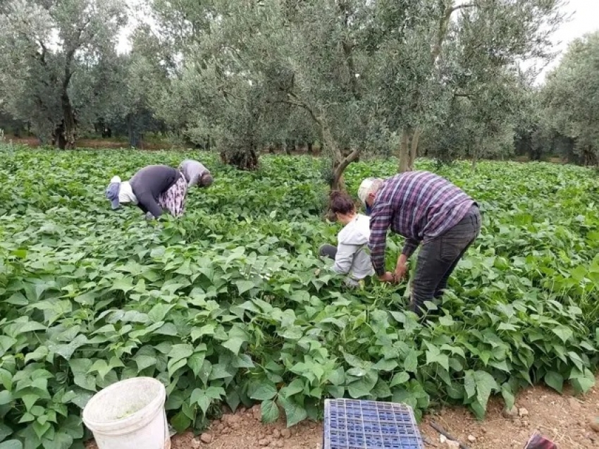 Bursa'da fasulye hasadı başladı