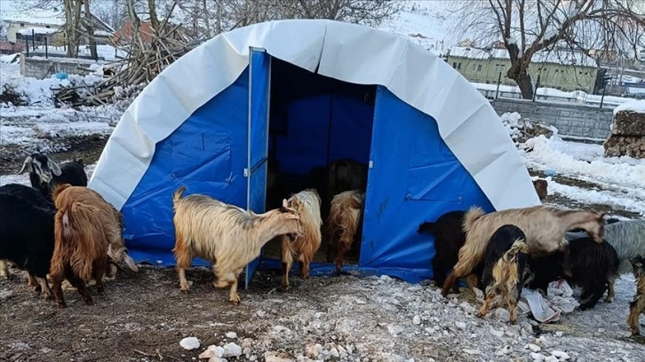 Deprem bölgesinde büyükbaş hayvanlar için 500 lira, küçükbaş için 50 lira yem desteği verilecek