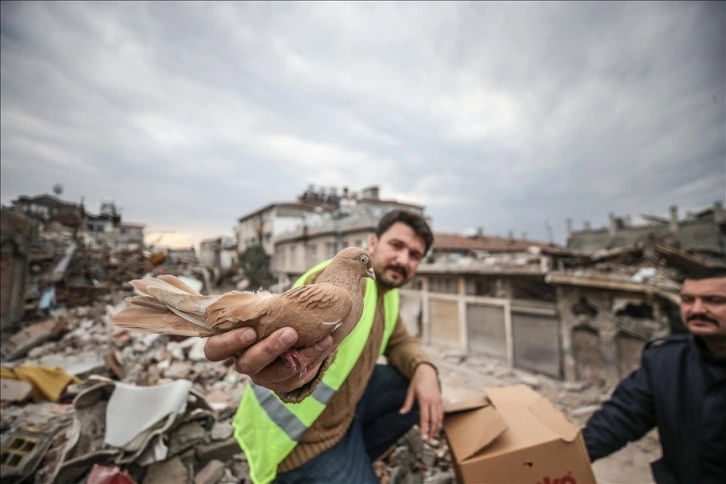 Deprem bölgesinde enkazları gezerek yuvasız kalan güvercinlere sahip çıkıyor