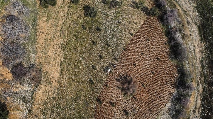 Deprem bölgesinde tarımsal faaliyet hareketleniyor