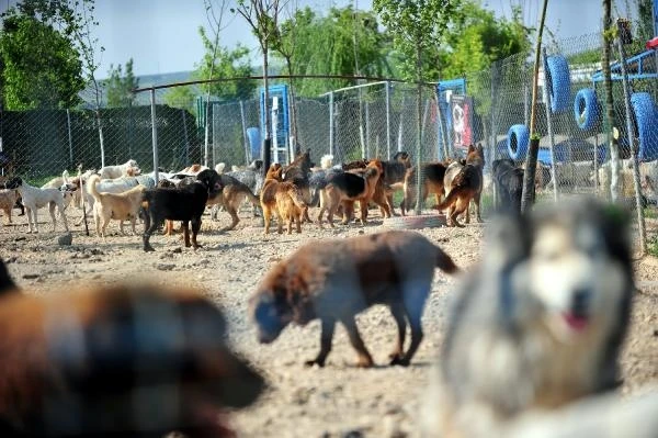 Deprem bölgesinden Bursa'ya getirilen evcil hayvanlar yeni yuvalarını bekliyor