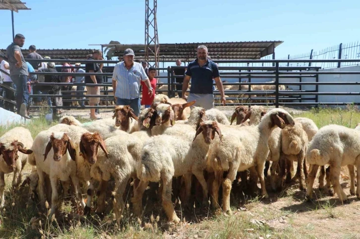 Depremin yaraları sarılıyor, enkaz kentte üreticilere küçükbaş hayvan dağıtıldı
