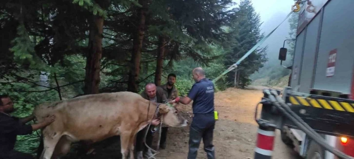 Dere yatağına giren inek itfaiye ekiplerince kurtarıldı
