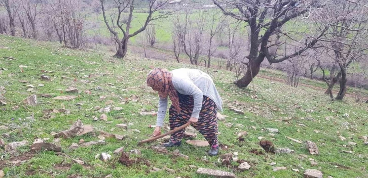 Derecik’te kenger bitkisini toplama sezonu başladı
