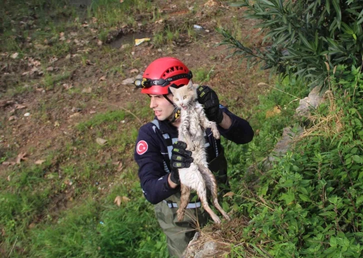 Derede mahsur kalan kedi, itfaiyeye zor anlar yaşattı
