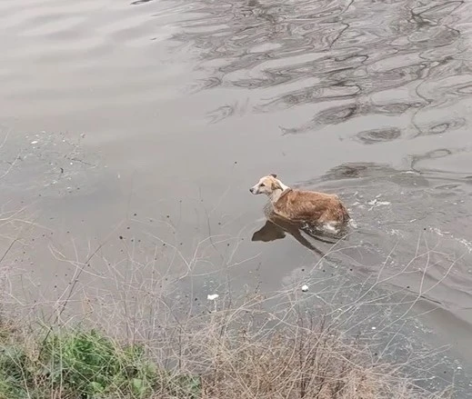 Dereye düşen köpeği itfaiye ekipleri kurtardı