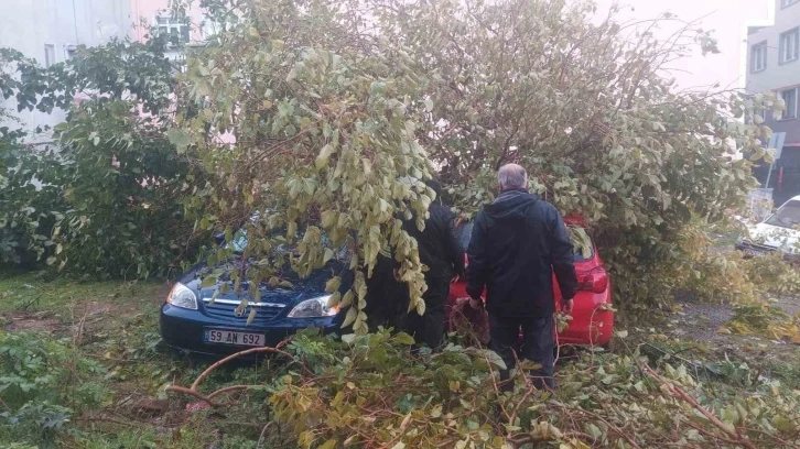 Dev ağaç, otoparktaki araçların üzerine devrildi
