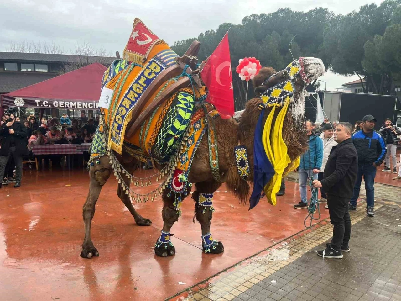 Develer podyuma çıktı, en yakışıklısı seçildi
