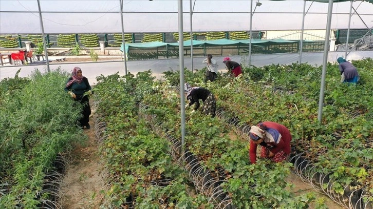 Devlet desteğiyle fide üretimine başladı, 20 kadını istihdam etti