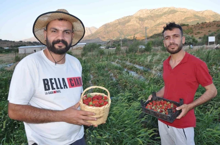 Devlet desteğiyle tütüne alternatif olarak ürettikleri çilekleri devletin zirvesine ulaştırmanın mutluluğunu yaşadılar
