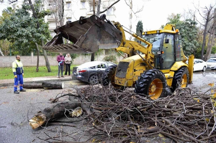 Devrilen ağaç lüks otomobili hurdaya çevirdi
