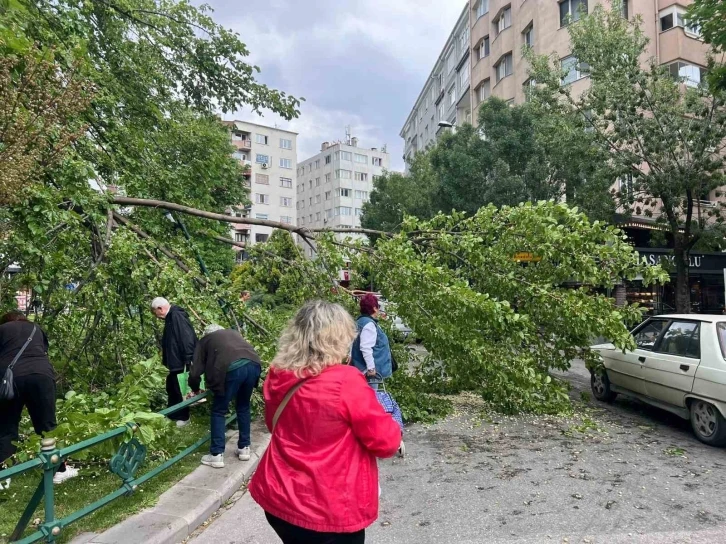 Devrilen ağaç yolu kapattı
