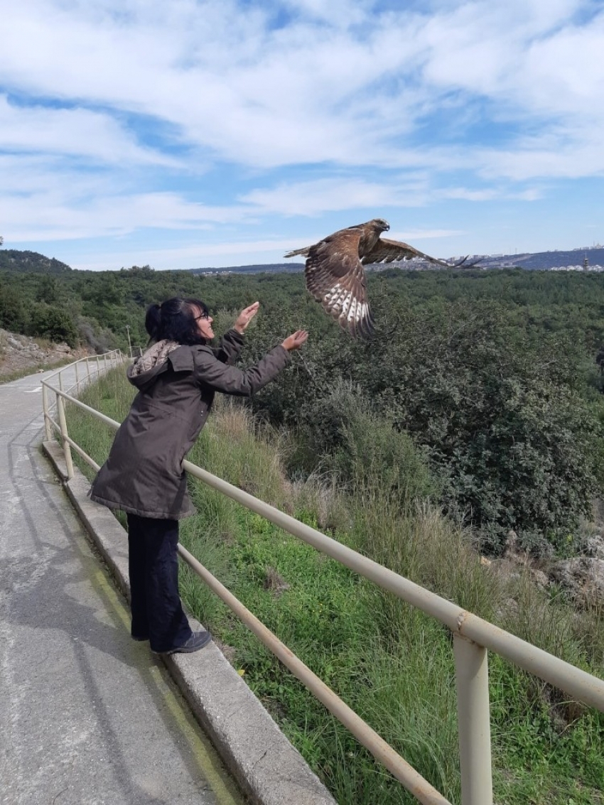 İyileşen Kızıl Şahinler doğaya salındı